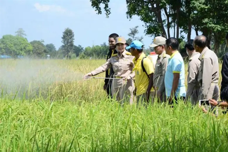 รัฐมนตรีช่วยฯ มนัญญา ติดตามสถานการณ์การระบาดของโรคไหม้คอรวงข้าวในพื้นที่จังหวัดสุรินทร์ พร้อมเตรียมมาตรการช่วยเหลือ และลงพื้นที่ให้กำลังใจเกษตรกรที่ได้รับผลกระทบ