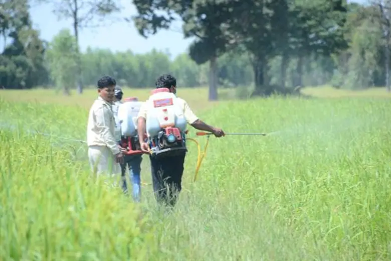 รัฐมนตรีช่วยฯ มนัญญา ติดตามสถานการณ์การระบาดของโรคไหม้คอรวงข้าวในพื้นที่จังหวัดสุรินทร์ พร้อมเตรียมมาตรการช่วยเหลือ และลงพื้นที่ให้กำลังใจเกษตรกรที่ได้รับผลกระทบ
