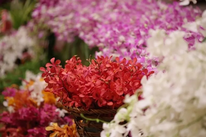 เกษตรฯ รวมตัว พัฒนา “กล้วยไม้อัจฉริยะ”