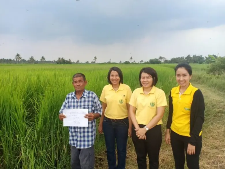 ภาพข่าว: เกษตรเขาย้อย จังหวัดเพชรบุรี แจ้งผลการขึ้นทะเบียนเกษตรกรผู้ปลูกข้าวนาปี