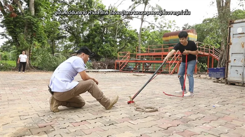 ทีวีไกด์: “นิกกี้” พาทึ่ง “วิธีการจับงูพิษ ด้วยมือเปล่า” จ.ปทุมธานี