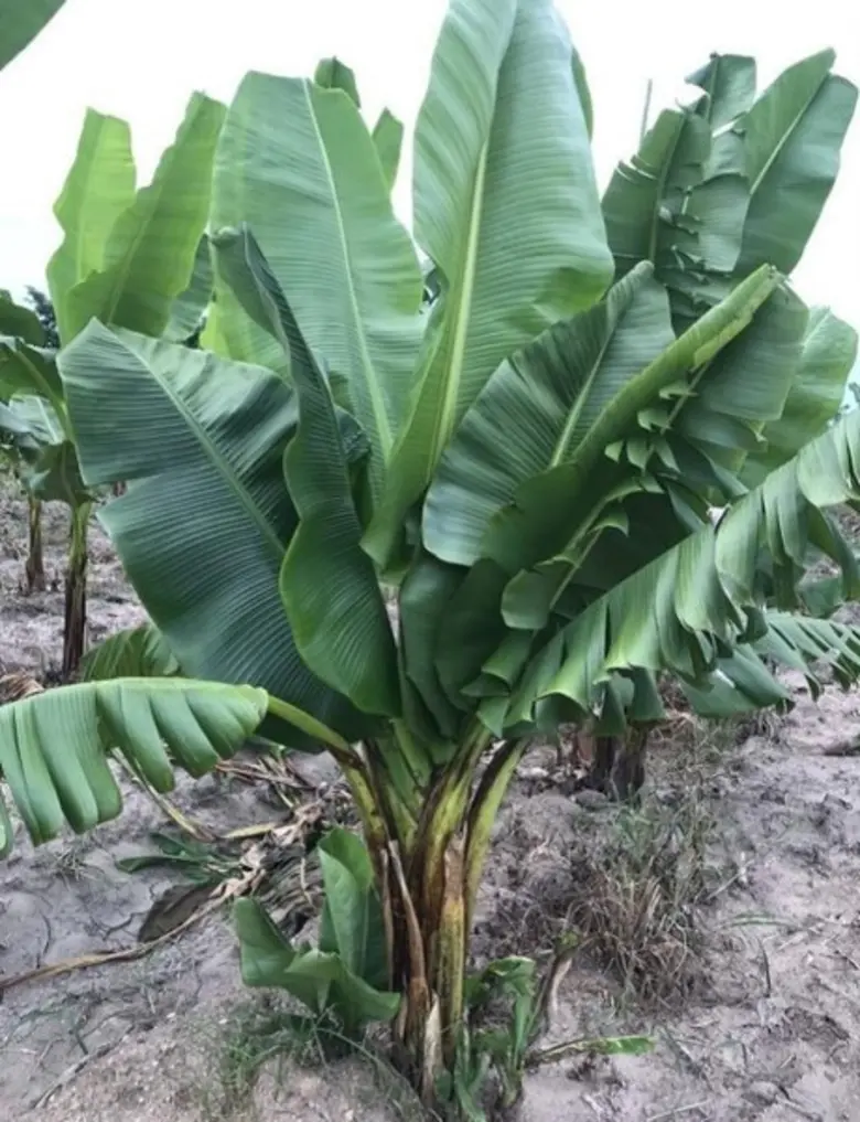 วว.วิจัยพัฒนาเทคโนโลยีการผลิตกล้วยไข่จังหวัดกำแพงเพชร “พันธุ์เตี้ย ลำต้นแข็งแรง ปลูกชิดได้มากขึ้น ให้ผลผลิตเร็ว”