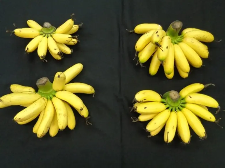 วว.วิจัยพัฒนาเทคโนโลยีการผลิตกล้วยไข่จังหวัดกำแพงเพชร “พันธุ์เตี้ย ลำต้นแข็งแรง ปลูกชิดได้มากขึ้น ให้ผลผลิตเร็ว”