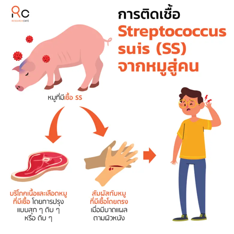 คนไทยเสี่ยงแค่ไหนกับไข้หูดับ