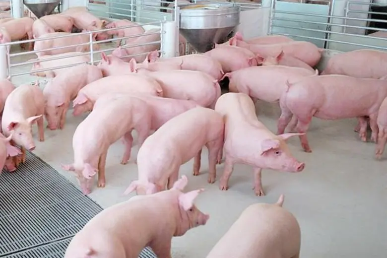 นายกสมาคมหมูฯ ชี้ราคาหมูปรับช่วงสั้นๆ ในเทศกาลตรุษจีน ตามกลไกตลาด