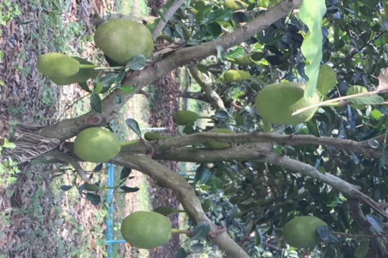 สสก.3 ระยอง นำสื่อมวลชนชมความสำเร็จ “วิสาหกิจชุมชนแปลงใหญ่ขนุนตำบลหนองเหียง” ชูเป็นขนุน GI อำเภอพนัสนิคม จังหวัดชลบุรี