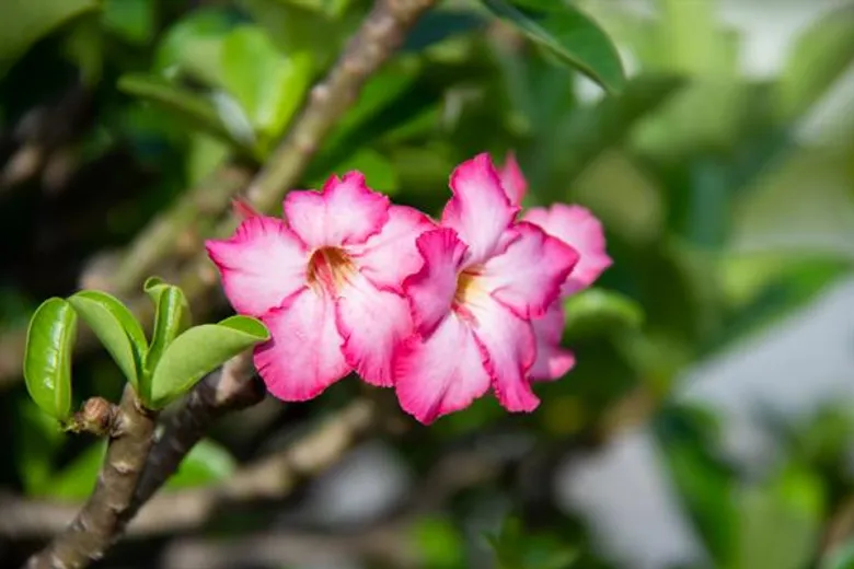 ศูนย์การค้าเซ็นทรัลพลาซา นครราชสีมา จัดแสดงชวนชมพันธุ์หายาก ราคาหลักล้าน ในงาน “เสน่ห์ชวนชม” ระหว่างวันที่ 12-16 กุมภาพันธ์ 2563