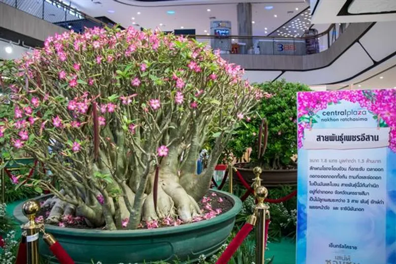 ศูนย์การค้าเซ็นทรัลพลาซา นครราชสีมา จัดแสดงชวนชมพันธุ์หายาก ราคาหลักล้าน ในงาน “เสน่ห์ชวนชม” ระหว่างวันที่ 12-16 กุมภาพันธ์ 2563
