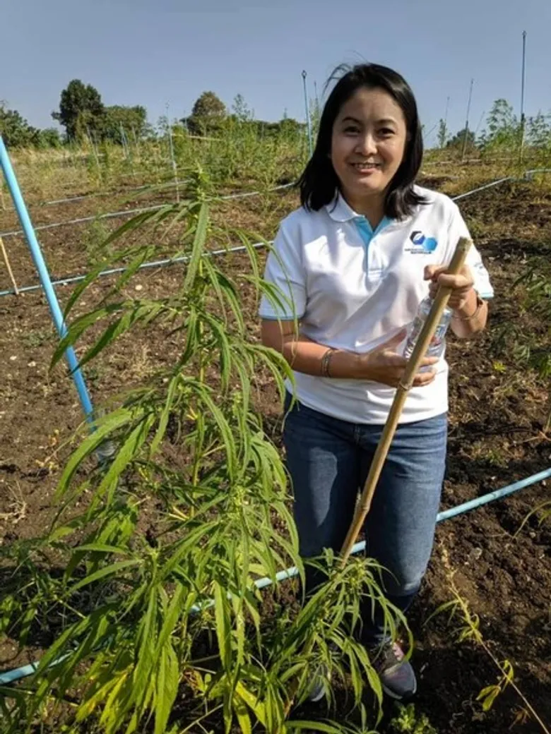 วศ. ขานรับมติ ครม. ปลดล็อค "กัญชง" ปั้นพืชเศรษฐกิจใหม่