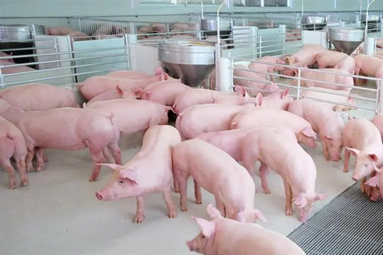 กรมปศุสัตว์ย้ำหมูไทยปลอดภัย ชี้ข่าวไต้หวันเป็นแค่ไข้หวัดใหญ่ตามฤดูกาล