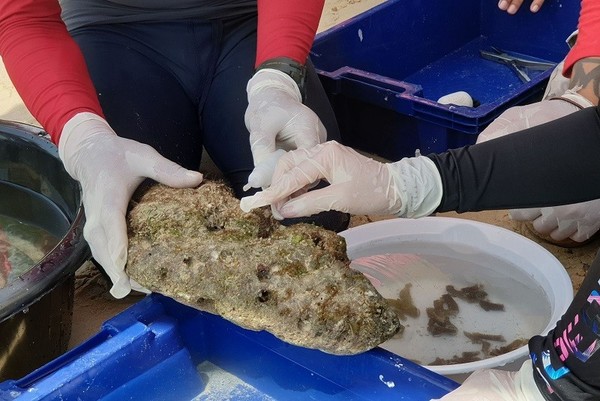 หาดทิพย์ เดินหน้าต่อ สร้างสมดุลให้ระบบนิเวศฯ ทางทะเล อนุรักษ์ปะการังทะเลใต้ (Marine Camp) ครั้งที่ 3