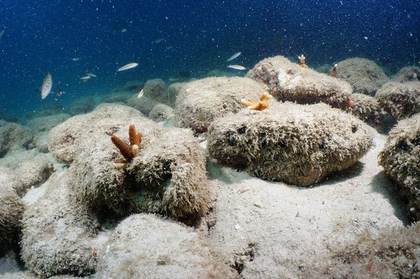 หาดทิพย์ เดินหน้าต่อ สร้างสมดุลให้ระบบนิเวศฯ ทางทะเล อนุรักษ์ปะการังทะเลใต้ (Marine Camp) ครั้งที่ 3