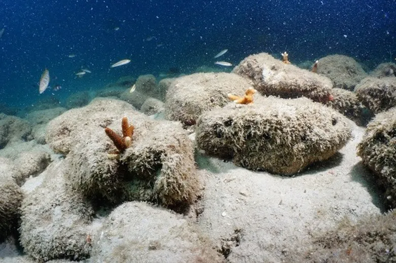 หาดทิพย์ เดินหน้าต่อ สร้างสมดุลให้ระบบนิเวศฯ ทางทะเล อนุรักษ์ปะการังทะเลใต้ (Marine Camp) ครั้งที่ 3