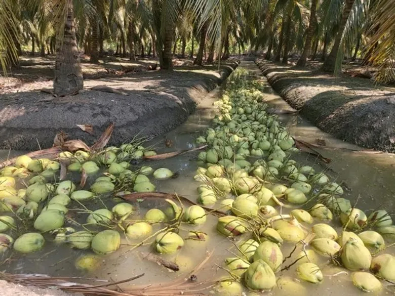 สำนักงานส่งเสริมและพัฒนาการเกษตรที่ 2 จังหวัดราชบุรี จัดแถลงข่าวโครงการเพิ่มประสิทธิภาพการผลิตมะพร้าวอ่อนครบวงจร เพื่อให้เกษตรกรรุ่นใหม่มีบทบาทในกระบวนการพัฒนาเศรษฐกิจของชุมชน