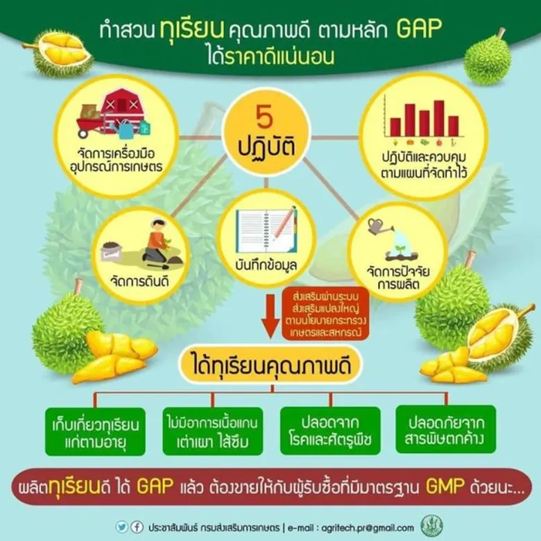 กรมส่งเสริมการเกษตรติวเข้มชาวสวนพัฒนาคุณภาพ “ทุเรียน” ตามมาตรฐาน GAP เพื่อการส่งออก