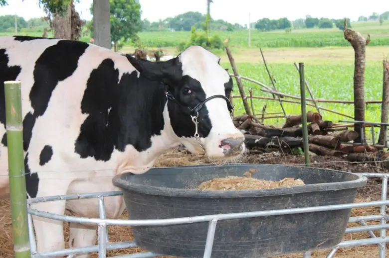 อ.ส.คเร่งดันเกษตรกรโคนมสู่ Smart Farmer เ...