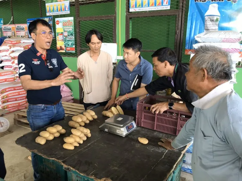 สหกรณ์จังหวัดเชียงใหม่ หนุนสหกรณ์ผลิตมันฝรั่งป้อนห้างบิ๊กซี เกษตรกรมีเฮ !!!ได้ราคาดี