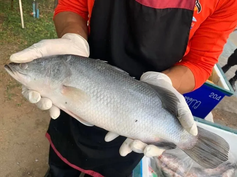 กรมประมงรุก!! เปิดช่องทางตลาดสินค้าออนไลน์ หนุนช่วยเหลือเกษตรกรทั่วประเทศ สู้วิกฤต โควิด - 19