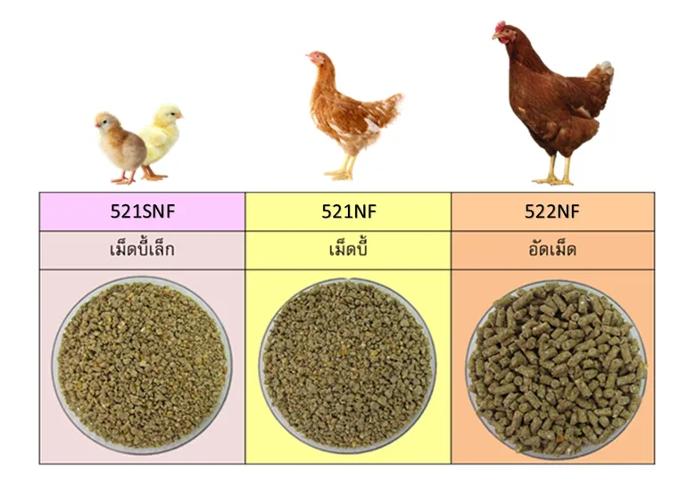 ซีพีเอฟ เปิดตัว “ไก่รุ่นรักษ์โลก” นวัตกรรมอาหารสัตว์ลดการปล่อยก๊าซคาร์บอนไดอ๊อกไซด์