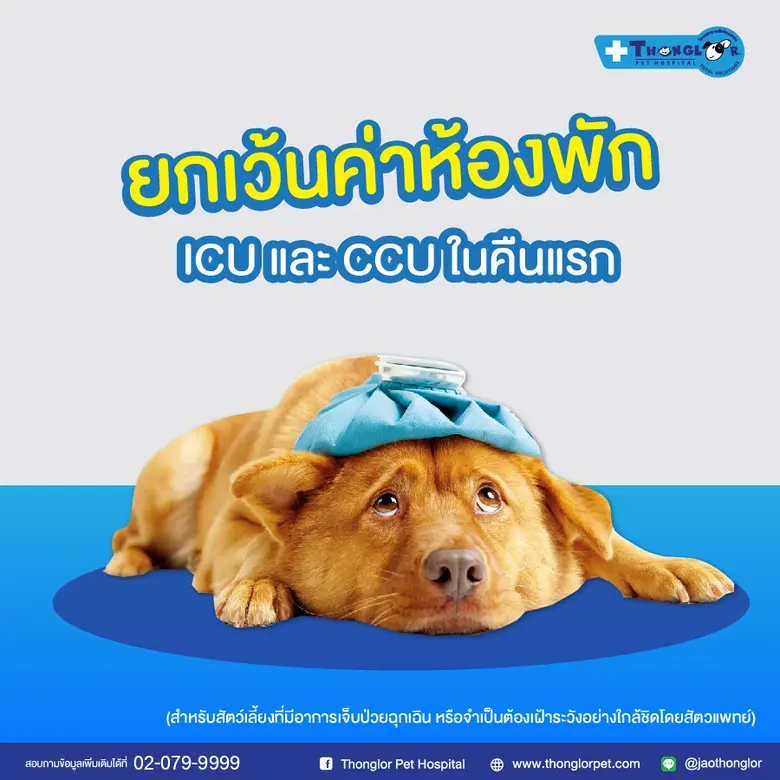 รพส.ทองหล่อ เปิดบริการVet Online Consultลดเสี่ยงCOVID-19 ให้คำปรึกษาเบื้องต้น ไม่คิดค่าใช้จ่าย