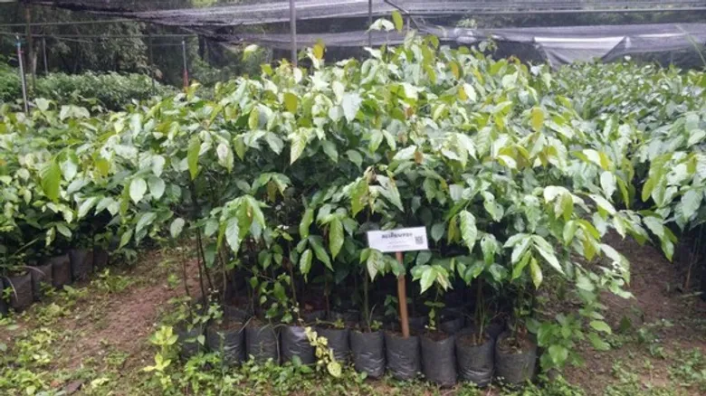 ทส.ร่วมกับหมู่บ้านเครือข่าย 802 หมู่บ้าน ร่วมฟื้นฟูป่าที่ถูกไฟไหม้ทั่วประเทศ