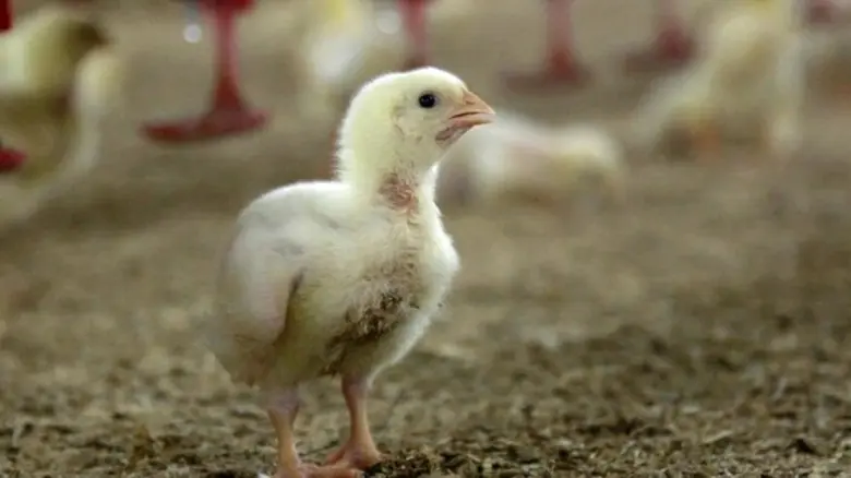 องค์กรพิทักษ์สัตว์แห่งโลก (World Animal P...