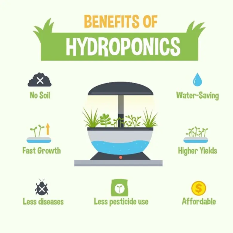 A Beginner’s Guide to DIY Hydroponics with Avani Hotels