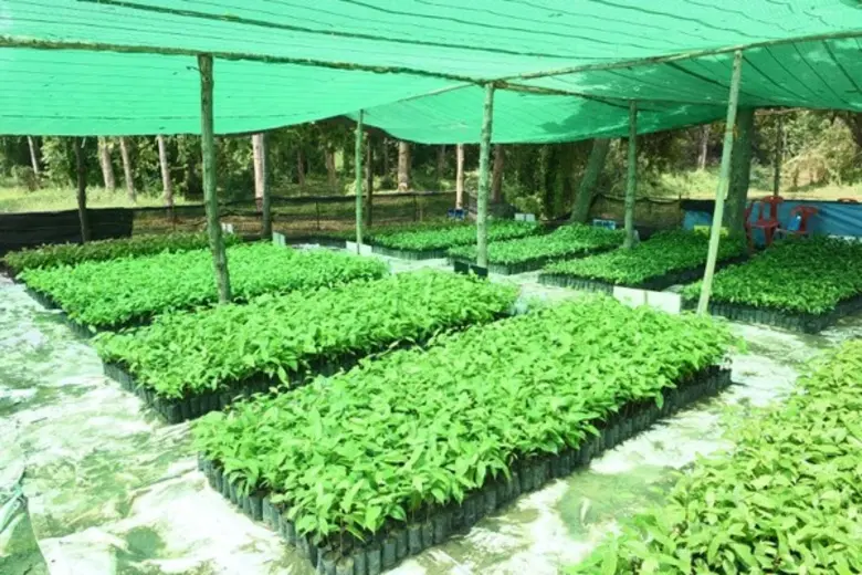 The Forestias by MQDC ทุ่มงบ 25 ล้าน เปิดโครงการ 'Forest for Life สร้างป่าสร้างชีวิต' มอบเงินช่วยผู้ประสบปัญหาโควิด 1,000 ครอบครัวครอบครัวละ 15,000 บาท