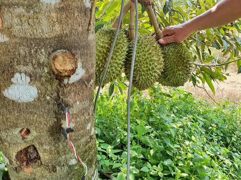 เกษตรกรกับการใช้น้ำ“ต้นทุเรียน” ความท้าทายในการจัดการน้ำของ EEC