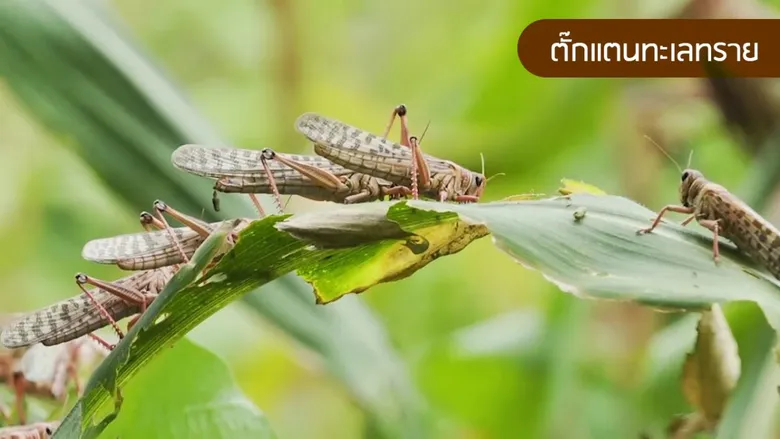 2 ตั๊กแตนประสานเสียงไม่เสี่ยงเข้าไทย ตอกย้ำสภาพอากาศไม่เข้ากับไลฟ์สไตล์