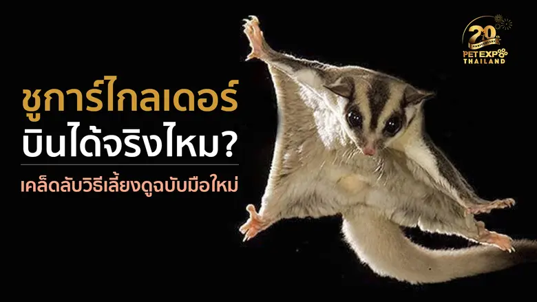 ชูการ์ไกลเดอร์ หรือ จิงโจ้บิน ที่หลายคนรู...