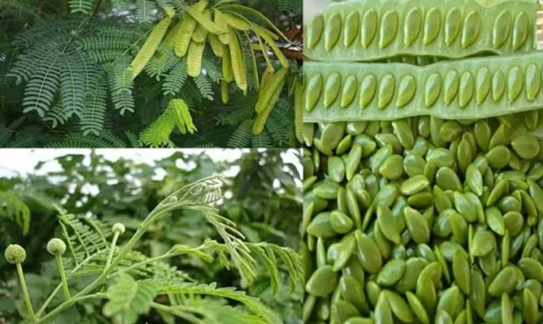 เห็นชอบ 4 ร่างมาตรฐาน “ถั่วเขียวผิวดำ-กระถินแห้งสำหรับอาหารสัตว์-คอกแมว-สารพิษตกค้าง” เตรียมประกาศเป็นมาตรฐานทั่วไป