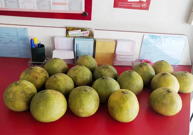 ส่องวิถี 3 เกษตรกรสู้วิกฤต COVID – 19 ผันตัวเป็น “ชาวสวนออนไลน์” "ปลูกเอง แพ็คเอง ส่งเอง" พร้อมผู้ช่วยคนสำคัญ
