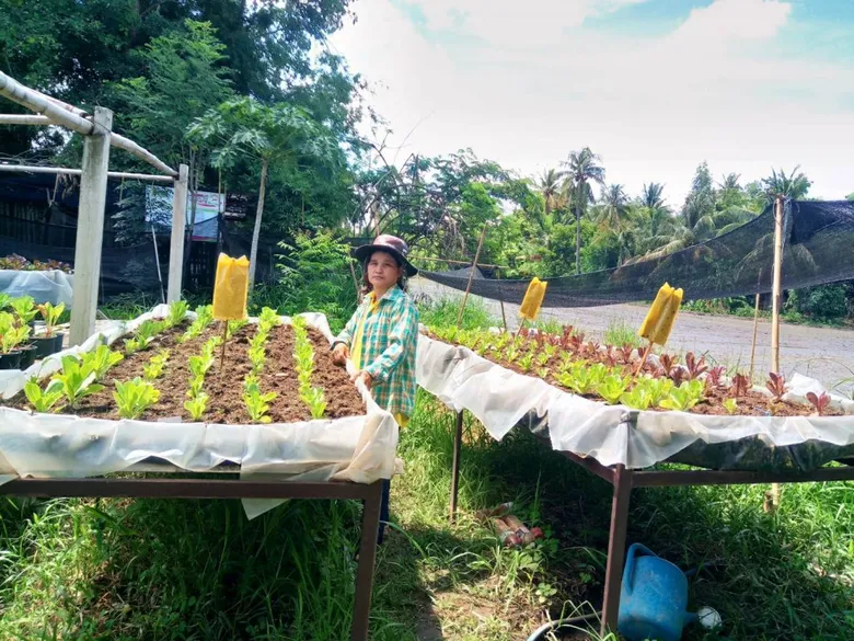 ชู ศกอ. เมืองบางระจัน พัฒนาแหล่งเรียนรู้ปลูกผักปลอดสารพิษ ขยายผลกว่า 50 ครัวเรือน