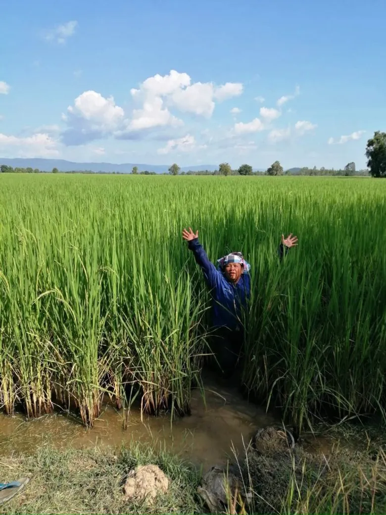 สหกรณ์การเกษตรบ้านหม้อ จำกัด อุตรดิตถ์ ชนะเลิศข้าวพื้นนุ่ม พันธุ์พิษณุโลก80