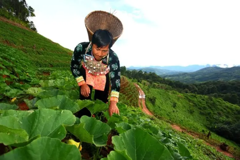 สถาบันวิจัยและพัฒนาพื้นที่สูง (องค์การมหา...