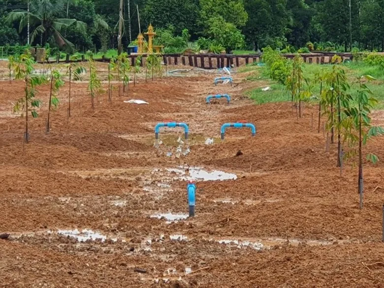 สำนักงานส่งเสริมและพัฒนาการเกษตรที่ 3 จังหวัดระยอง จัดทำแปลงเรียนรู้การใช้น้ำเพื่อการเพาะปลูกอย่างเพียงพอและรู้คุณ