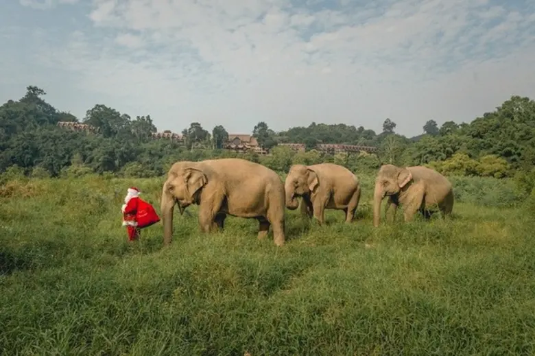 Jungle Bells, Jungle Bubbles, Jungle all the Way รื่นเริงในป่าใหญ่ที่ อนันตรา สามเหลี่ยมทองคำ ในช่วงเทศกาลแห่งความสุขนี้