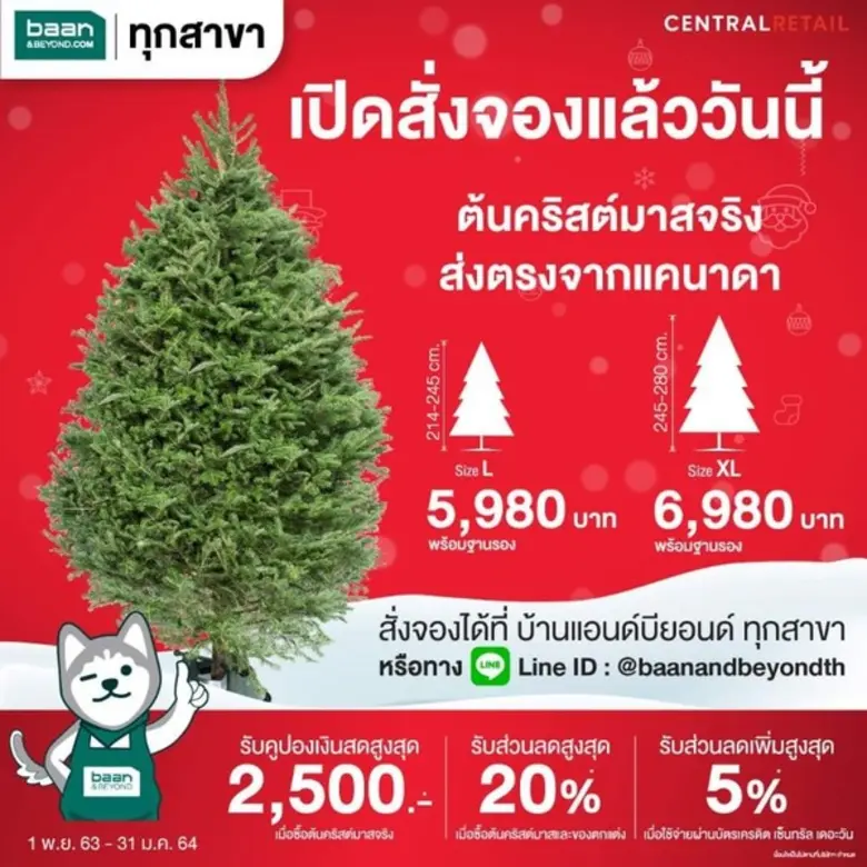 ต้อนรับเทศกาลแห่งความสุขก่อนใคร บ้านแอนด์บียอนด์ และ ไทวัสดุ พร้อมเปิดให้จองแล้ววันนี้!!! กับต้นคริสต์มาสจริง สายพันธ์ที่หอมที่สุดในโลก