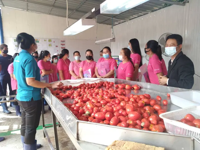 สนพ.หนองคาย จัดฝึกผู้ควบคุมคุณภาพวัตถุดิบ (มะเขือเทศ) ให้สถานประกอบกิจการ