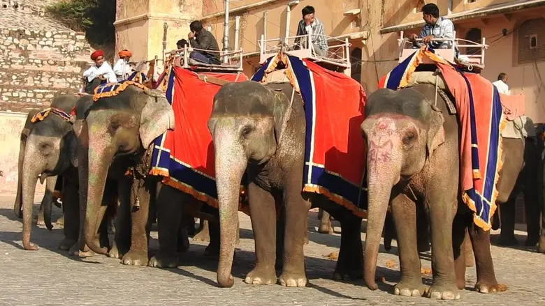 องค์กรพิทักษ์สัตว์แห่งโลก World Animal Pr...
