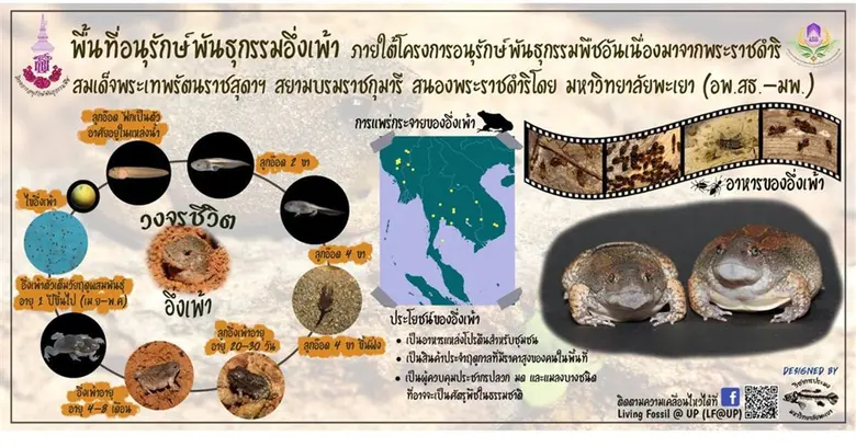 กิจกรรมการอนุรักษ์อึ่งเพ้า (เค่า) ได้ดำเน...