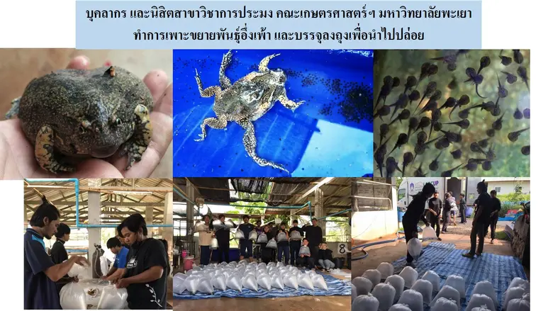 กิจกรรมการอนุรักษ์อึ่งเพ้า (เค่า) ได้ดำเน...