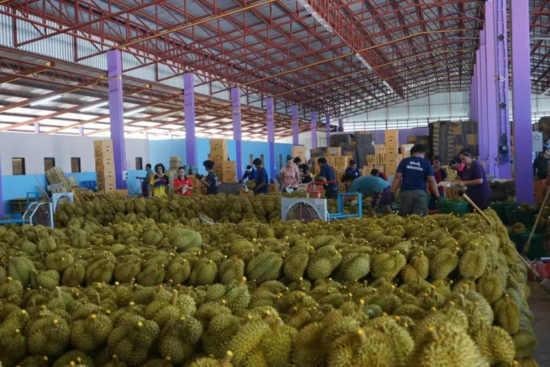 รมว.เกษตรฯ ดันทุเรียนไทย บุกตลาดจีนสำเร็จ พอใจมาตรการบริหารจัดการผลไม้ได้อย่างมีประสิทธิภาพ ผลผลิตมีคุณภาพ ยันไม่เคยพบเชื้อปนเปื้อน