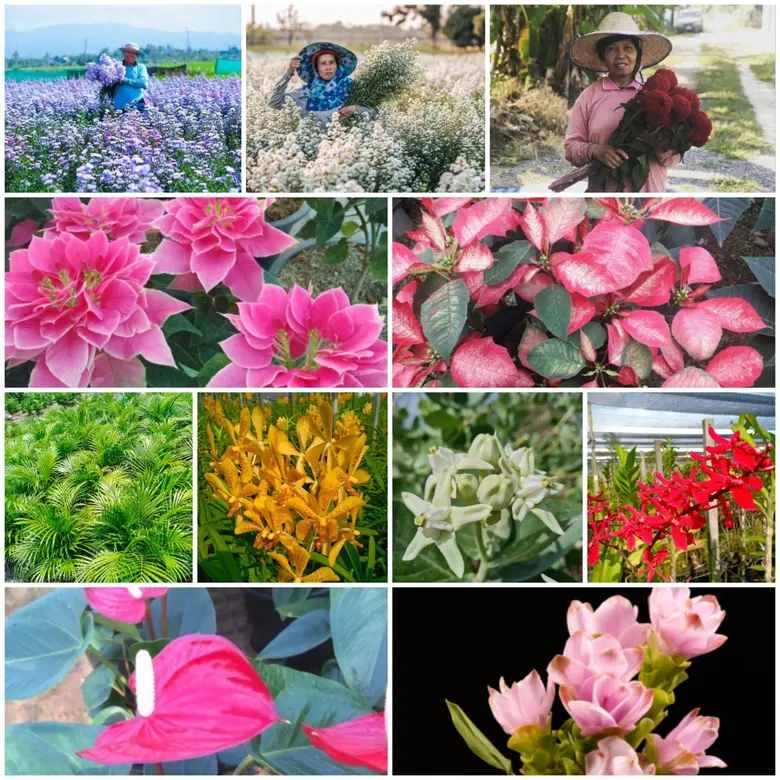 วว./พันธมิตร มุ่งพัฒนาคลัสเตอร์ไม้ดอกไม้ประดับ สนับสนุน SMEs ให้เป็นผู้ประกอบการยุคใหม่ที่มีศักยภาพการแข่งขัน