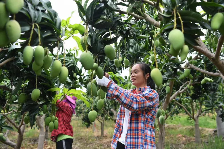 สำนักประชาสัมพันธ์เขตเทียนหยาง เปิดเผยว่า...