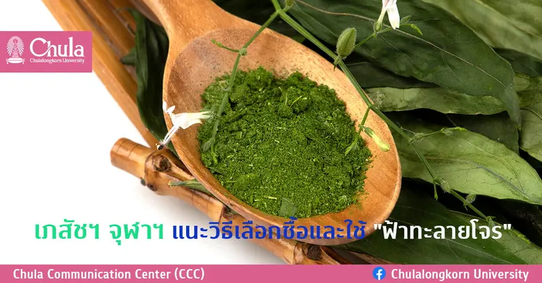 เภสัชฯ จุฬาฯ แนะวิธีซื้อและใช้ "ฟ้าทะลายโจร" เพื่อคุณภาพความปลอดภัยในภาวะวิกฤต