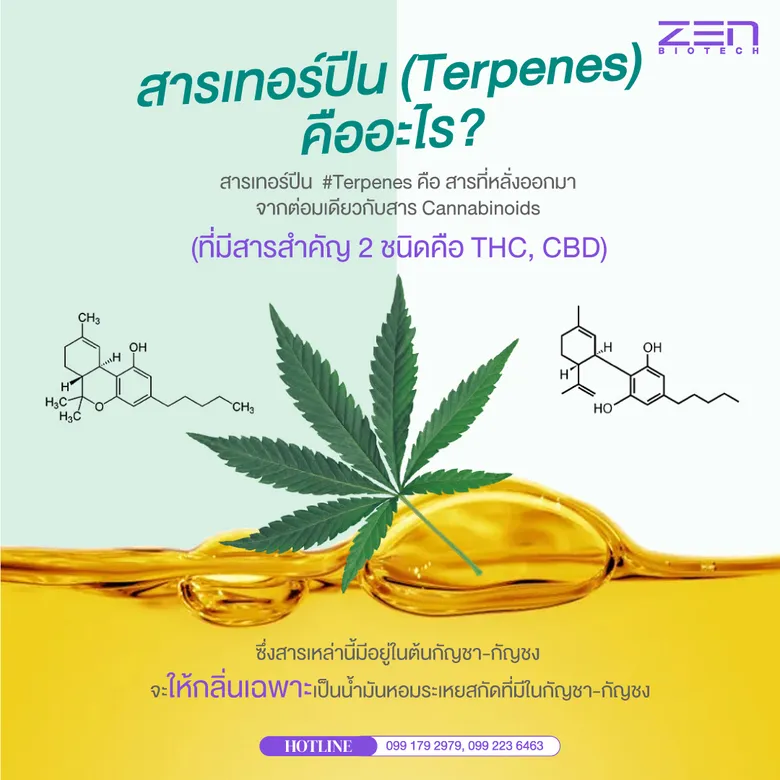 TERPENES Cannabinoids Flavour กลิ่นใหม่ในอาหารเสริม และเครื่องสำอาง จากแล็บ zenbiotech