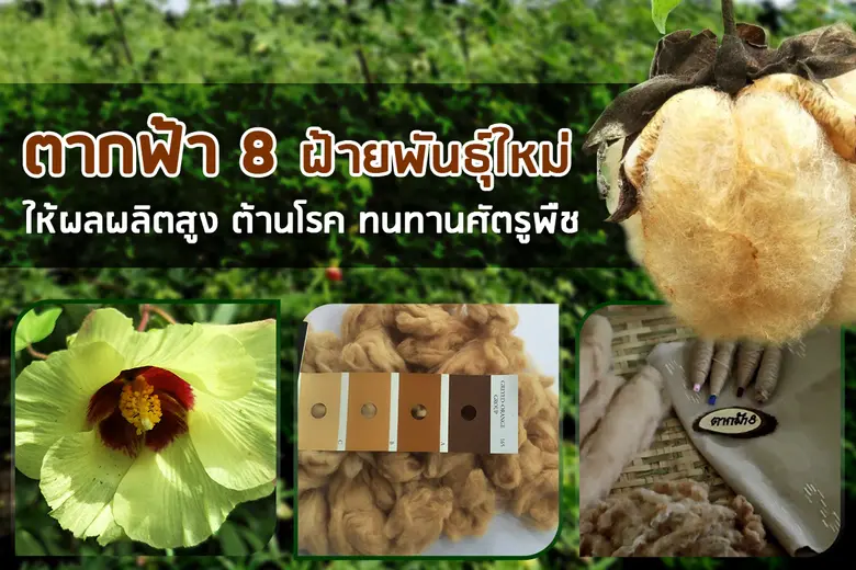 กรมวิชาการเกษตร อวดโฉมฝ้ายพันธุ์ใหม่ ตากฟ...
