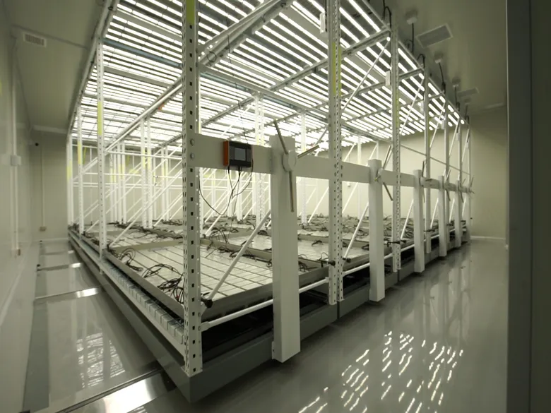 GTG ประกาศเปิด "GTG Plant Factory" พื้นที่กว่า 1,500 ตารางเมตร พร้อมส่งดอกกัญชง - CBD มาตรฐานการแพทย์ ปริมาณมหาศาลสู่มือผู้ประกอบการล็อตแรกธันวาคมนี้